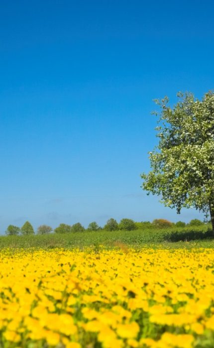 Environmental Protection Recycling waste oil to protect London's environment